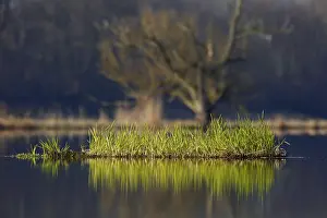 Northern Germany Waterways Prints: Floating vegetation on the Peene