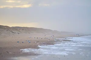 Wildlife Photography Denmark Prints: Flock of Seagulls on the beach in denmark