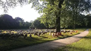 Flock Of Sheep Prints: Flock of sheep