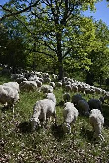 Domestic Sheep Breed Germany Prints: Flock of sheep on juniper heath