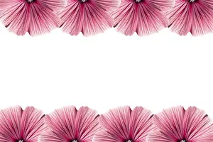 Indoor Plant Decor Prints: Floral frame