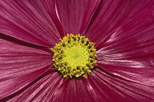 Close View Of Blossoms Prints: Flower detail