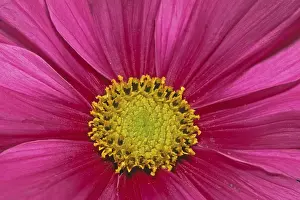 Close Up Flower Prints: Flower detail