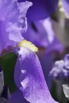 Bearded Iris Prints: Flower of an bearded iris (Iris barbata)