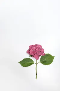 Bigleaf Hydrangea Prints: Flower of a Bigleaf Hydrangea (Hydrangea macrophylla)