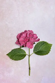 Bigleaf Hydrangea Prints: Flower of a Bigleaf Hydrangea (Hydrangea macrophylla)