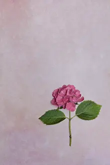 Bigleaf Hydrangea Prints: Flower of a Bigleaf Hydrangea (Hydrangea macrophylla)