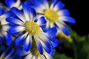 Indoor Leafy Plant Prints: Detail of a flower in bloom