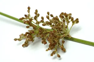 Plain Colored Background Flowers Prints: Flower of the fluttering rush (Juncus effusus) or fluttering rush