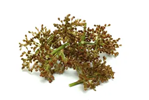 Fluttering Rush Flower Prints: Flower of the fluttering rush (Juncus effusus) or fluttering rush