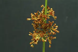 Plain Background Flowers Prints: Flower of the fluttering rush (Juncus effusus) or fluttering rush