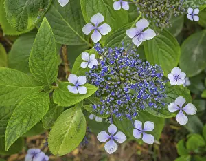 European Hydrangeas Prints: Flower of the Hydrangea serrata