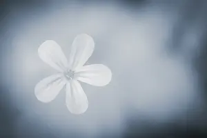 Bavaria Germany Flower Prints: Flower against a light background