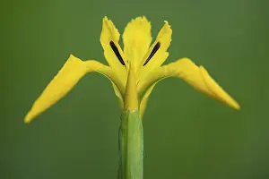 Yellow Iris Blossom Prints: Flower of the marsh iris (Iris pseudacorus)