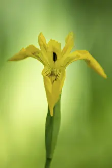 Yellow Iris Blossom Prints: Flower of the marsh iris (Iris pseudacorus)
