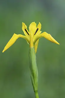 Yellow Iris Blossom Prints: Flower of the marsh iris (Iris pseudacorus)