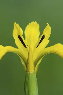 Yellow Iris Blossom Prints: Flower of the marsh iris (Iris pseudacorus)