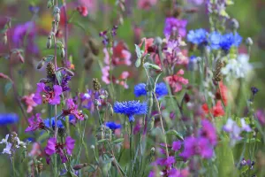 Wildflower Meadow Prints: Flower meadow