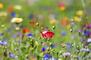 Deserted Flower Meadow Prints: Flower meadow