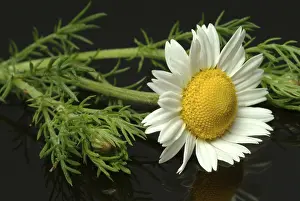 Nature Flora Pictures Prints: Flower of pellitory (Anacyclus pyrethrum)