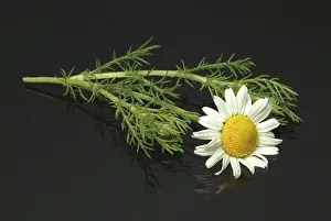Nature Flora Photos Prints: Flower of pellitory (Anacyclus pyrethrum)