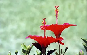 Close Up Flower Pictures Prints: Flower red bloom