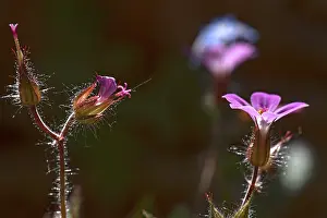 Southern Germany Flowers Prints: Flower of Ruprechtskraut (Geranium robertianum)