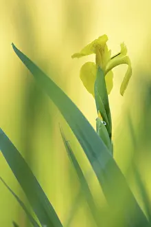 Yellow Iris Flower Prints: Flower of a Yellow Iris (Iris pseudacorus)