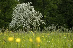 Backlit Flower Photography Prints: Flowering apple tree in full bloom in spring