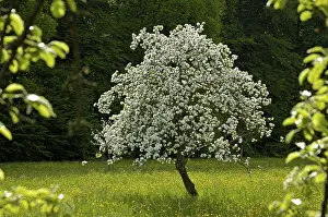 Spring Meadow Scene Prints: Flowering apple tree in full bloom in spring
