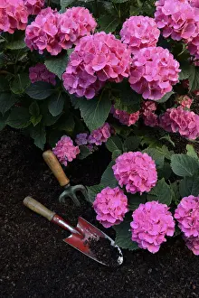 Bigleaf Hydrangea Prints: Flowering bigleaf hydrangea (Hydrangea macrophylla) and garden tools