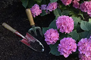 Bigleaf Hydrangea Prints: Flowering bigleaf hydrangea (Hydrangea macrophylla) and garden tools