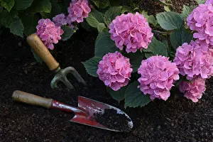 Bigleaf Hydrangea Prints: Flowering bigleaf hydrangea (Hydrangea macrophylla) and garden tools