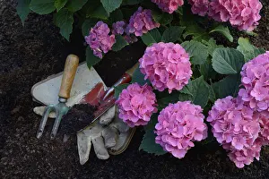 Hydrangeaceae Plant Prints: Flowering bigleaf hydrangea (Hydrangea macrophylla) and garden tools