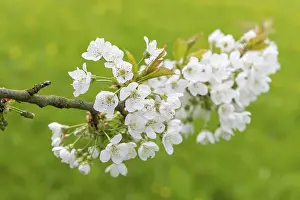 German Cherry Blossom Season Prints: Flowering cherry (Prunus) tree