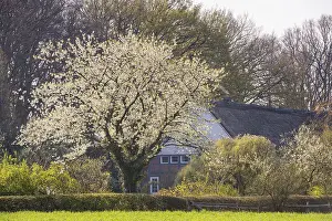 Cherry Blossom Time In Europe Prints: Flowering cherry tree in front of a farm