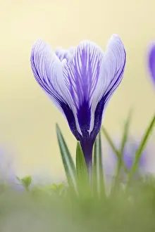 Crocus Blossoms Prints: Flowering crocus (Crocus spec.) in spring