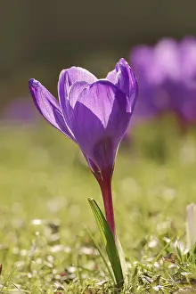 Spring Blooming Plant Prints: Flowering crocus (Crocus spec.) in spring