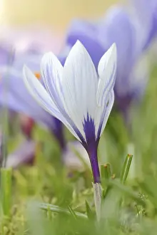 Decorative Garden Plant Prints: Flowering crocus (Crocus spec.) in spring