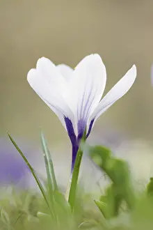 Crocus Flower Prints: Flowering crocus (Crocus spec.) in spring