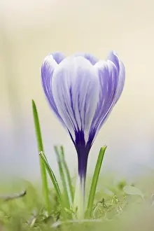 Crocus Flower Prints: Flowering crocus (Crocus spec.) in spring