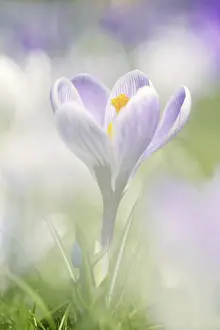 Crocus Flower Prints: Flowering crocus (Crocus spec.) in spring