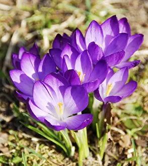 Purple Crocuses Prints: Flowering crocuses in spring