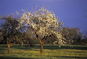 Fruit Tree Blossoms Prints: Flowering fruit tree