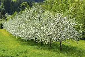 Deserted Fruit Tree Orchard Prints: Flowering fruit trees in spring