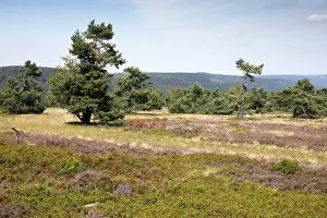 North Rhine Westphalia Botany Prints: Flowering heathland, Ettelsberg