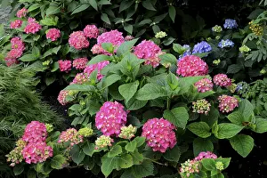 Bigleaf Hydrangea Prints: Flowering hydrangea, pink, Hydrangea macrophylla