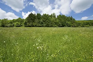 Flowering Meadow Germany Prints: Flowering meadow, Thuringia, Germany