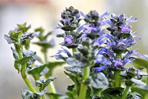 Lamiaceae Family Plants Prints: Flowering pyramidal bugle (Ajuga Pyramidalis)