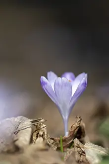Spring Crocus Prints: Flowering spring crocus (Crocus vernus)